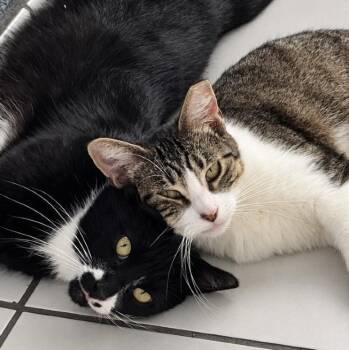 Draco and Nova - A Bonded Pair -  Tuxedo Cat for Adoption in Los Angeles, California - Draco And Nova - A Bonded Pair | PetCurious