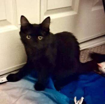 Meadow -  Maine Coon and Domestic Long Hair Cat for Adoption in Phoenix, Arizona - Meadow | PetCurious