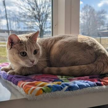 Domestic Short Hair Cats Available for Adoption - Buffy | PetCurious