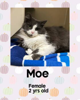 Rescue Domestic Short Hair Cats for Adoption in Holbrook, New York - MOE | PetCurious