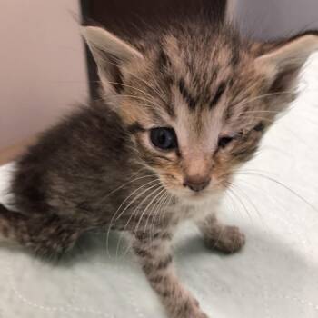 Squid/OPAC6878 -  Domestic Short Hair Cat for Adoption in Oak Park, Illinois - Squid/OPAC6878 | PetCurious
