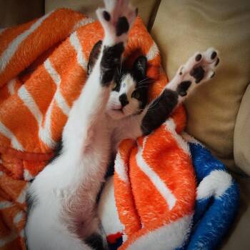 Pip -  Domestic Short Hair Cat for Adoption in Dallas, Texas - Pip | PetCurious