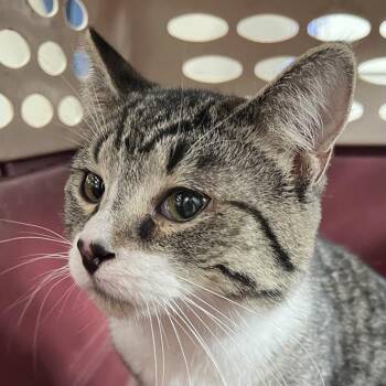 Baird -  Domestic Short Hair Cat for Adoption in Dearborn, Michigan - Baird | PetCurious