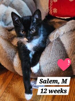 Sable and Salem -  Domestic Short Hair Cat for Adoption in Roxbury Township, New Jersey - Sable And Salem | PetCurious
