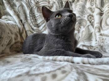 Rescue Russian Blue Cats for Adoption in Napa, California - Tommy | PetCurious