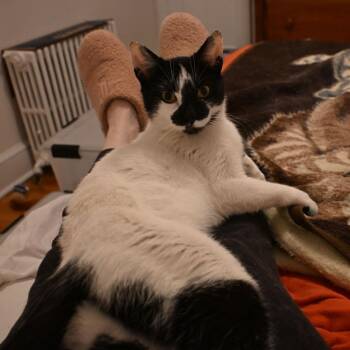 American Shorthair Cats Available for Adoption in Westport, Connecticut - Bessie | PetCurious