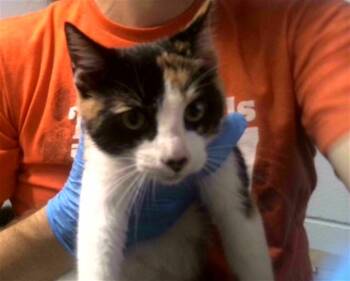 PUMA -  Domestic Short Hair Cat for Adoption in Tallahassee, Florida - PUMA | PetCurious