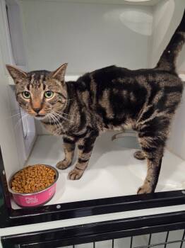 Rescue Domestic Short Hair Cats for Adoption in Lunenburg, Vermont - Rascal | PetCurious