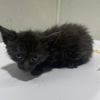 Blossom -  Domestic Short Hair Cat for Adoption in Tampa, Florida - Blossom | PetCurious