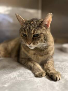 Rescue Domestic Short Hair Cats for Adoption in Myerstown, Pennsylvania - Dottie | PetCurious