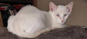 Rescue Domestic Short Hair Cats for Adoption in Spring, Texas - Hermes And Tyche (Bonded Pair) | PetCurious