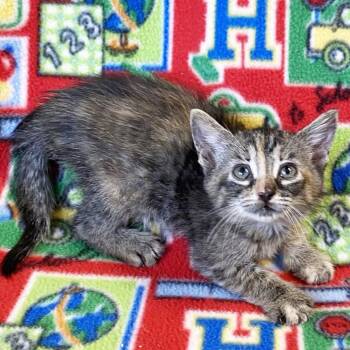 Rescue Domestic Short Hair Cats for Adoption in Mt. Juliet, Tennessee - Pencil | PetCurious