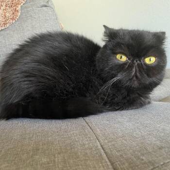 Bug -  Exotic Shorthair Cat for Adoption in Austin, Texas - Bug | PetCurious