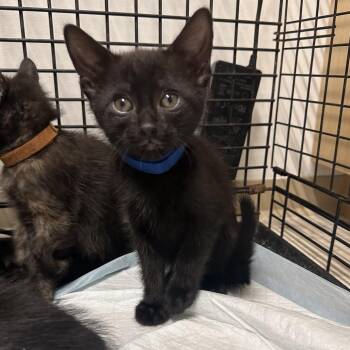 Onyx(blue) -  Domestic Short Hair Cat for Adoption in Chilliwack, British Columbia - Onyx(blue) | PetCurious