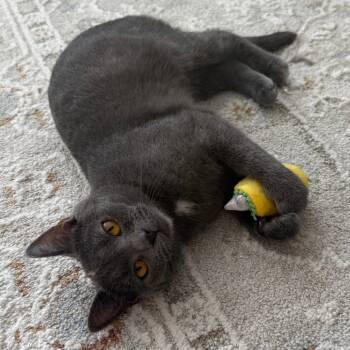 Rescue Domestic Short Hair Cats for Adoption in Fairfax Station, Virginia - Turtle | PetCurious