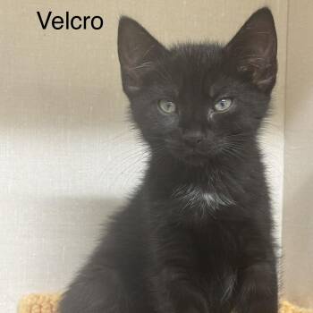 Velcro -  Domestic Short Hair Cat for Adoption in Ulster, Pennsylvania - Velcro | PetCurious