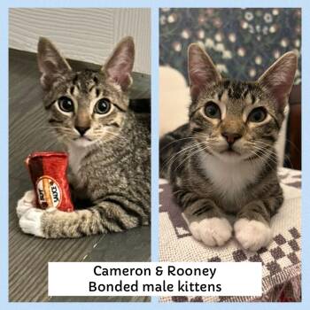 Rescue Domestic Short Hair Cats for Adoption in Mokena, Illinois - Cameron And Rooney | PetCurious