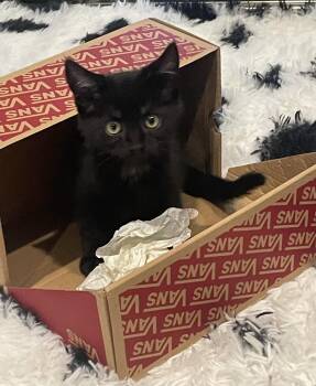 Hendrix -  Domestic Short Hair Cat for Adoption in Walnut Creek, California - Hendrix | PetCurious