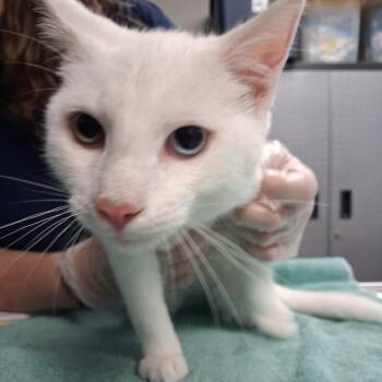 Dumpling -  Domestic Short Hair Cat for Adoption in Newark, New Jersey - Dumpling | PetCurious