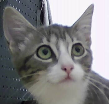 Rescue Domestic Short Hair Cats for Adoption in Dayton, Minnesota - Targee | PetCurious