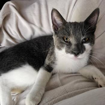 Anthony -  Domestic Short Hair Cat for Adoption in New York, New York - Anthony | PetCurious