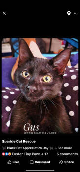 Rescue Domestic Short Hair Cats for Adoption in Glen Raven, North Carolina - GUS | PetCurious