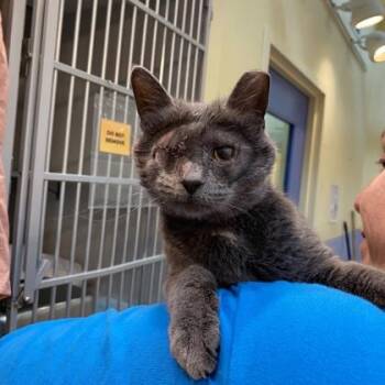 Domestic Short Hair Cats Available for Adoption in Richmond, Virginia - Jillian | PetCurious