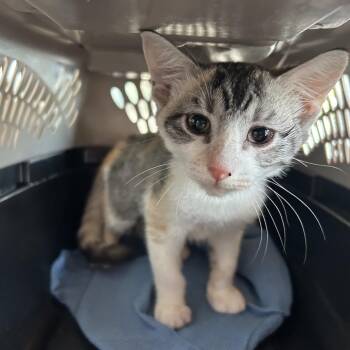 Olive -  Domestic Short Hair Cat for Adoption in Leander, Texas - Olive | PetCurious