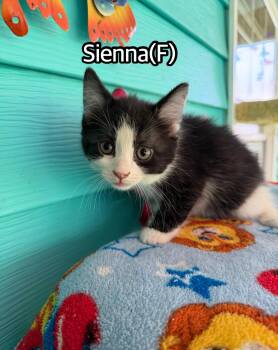 Sienna -  Domestic Short Hair Cat for Adoption in Hermitage, Pennsylvania - Sienna | PetCurious