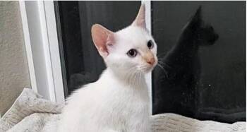 Rescue Domestic Medium Hair Cats for Adoption in Houston, Texas - Moonlight | PetCurious
