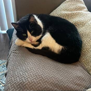 Pennywise -  Domestic Short Hair Cat Available for Adoption in Middleton, Wisconsin - Pennywise | PetCurious