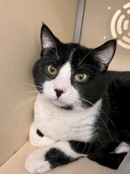 Frodo -  Domestic Short Hair Cat Available for Adoption in Webster, Wisconsin - Frodo | PetCurious