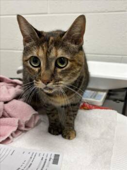 FIONA -  Domestic Short Hair Cat for Adoption in Derwood, Maryland - FIONA | PetCurious