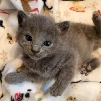 Syd -  Domestic Short Hair Cat for Adoption in Lynchburg, Virginia - Syd | PetCurious