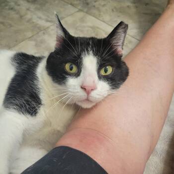 Cakester -  Domestic Short Hair Cat for Adoption in Mechanicsburg, Pennsylvania - Cakester | PetCurious