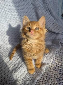 Mango -  Domestic Long Hair Cat Available for Adoption in Richmond, Kentucky - Mango | PetCurious