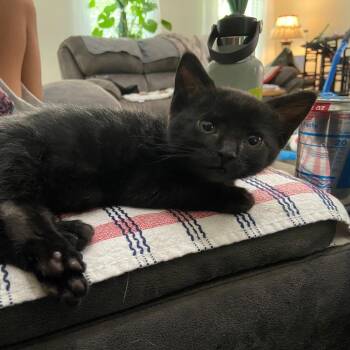 Ceres -  Domestic Short Hair Cat for Adoption in Houston, Texas - Ceres | PetCurious