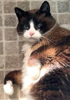 Dahlia -  Snowshoe and Siamese Cat for Adoption in Bow, Washington - Dahlia | PetCurious