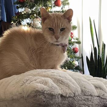 Blondie -  Oriental Short Hair and Abyssinian Cat Available for Adoption in Lyons, Illinois - Blondie | PetCurious