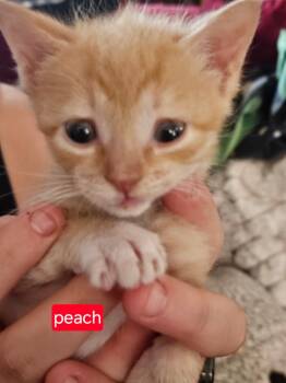 Rescue Domestic Short Hair Cats for Adoption in New Bern, North Carolina - PEACH Kiten | PetCurious