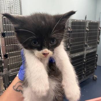 Crouton -  Domestic Short Hair Cat for Adoption in Greensboro, North Carolina - Crouton | PetCurious