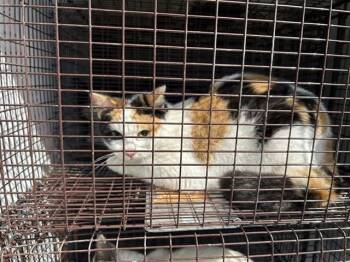 Domestic Short Hair Cats Available for Adoption - A651850 | PetCurious