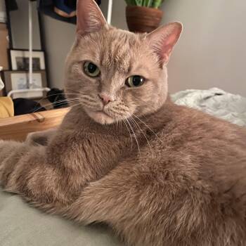 Arthur -  Domestic Short Hair Cat for Adoption in Toronto, Ontario - Arthur | PetCurious
