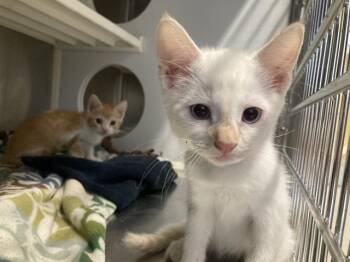 NIKE -  Siamese Cat for Adoption in Tustin, California - NIKE | PetCurious