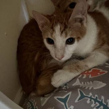 Rescue Domestic Short Hair Cats for Adoption in Riverside, California - Alex | PetCurious