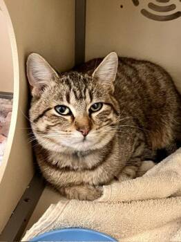 Domestic Short Hair Cats Available for Adoption in Webster, Wisconsin - Sophia | PetCurious