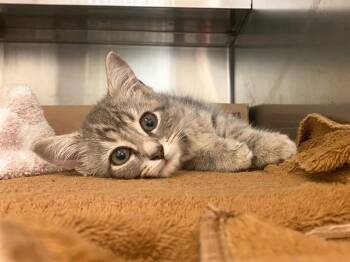 MOUSE -  Domestic Short Hair Cat for Adoption in Fort Wayne, Indiana - MOUSE | PetCurious