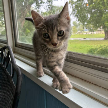 Rescue Domestic Short Hair Cats for Adoption in Mount Vernon, Indiana - Ranger 2 | PetCurious