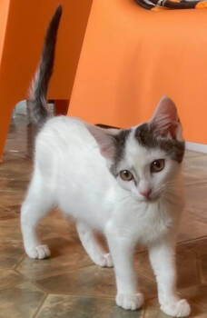 Rescue Domestic Short Hair Cats for Adoption in Youngsville, North Carolina - Candy25 | PetCurious