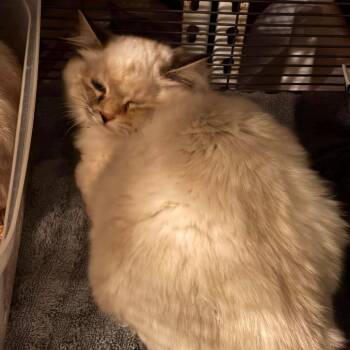 Domestic Medium Hair and Domestic Short Hair Cats Available for Adoption in Nampa, Idaho - Peanut Butter | PetCurious